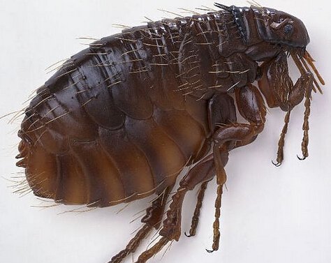 跳蚤、蛀木蟲、臭蟲